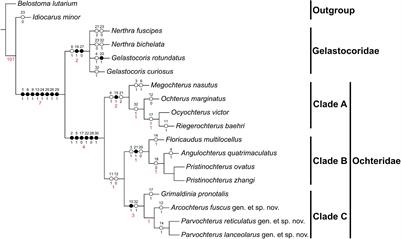 Three New Species of Velvety Shore Bugs (Hemiptera: Heteroptera: Ochteroidea) From Mid-Cretaceous Kachin Amber Shed Light on the Evolution of Rostrum Length in Ochteroidea